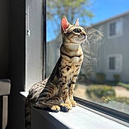 Zara is registered to the contest to win money with this photo: cat, windowsill, reflection, sunlight, indoor, pet, animal, feline, striped, spotted, looking_outside, window, daylight, domestic_cat, sitting, side_view, outdoor_view, house, calm, nature