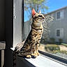cat, windowsill, reflection, sunlight, indoor, pet, animal, feline, striped, spotted, looking_outside, window, daylight, domestic_cat, sitting, side_view, outdoor_view, house, calm, nature