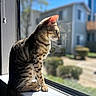 cat, tabby_cat, windowsill, sunlight, indoor, looking_outside, window, daylight, blurred_background, suburban, house, animal, pet, feline, sitting, profile, fur, ears, whiskers, peaceful