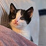Charlie participe au concours pour gagner de l'argent avec cette photo : cat, kitten, black_and_white, calico, pet, animal, feline, portrait, close_up, wide_eyes, whiskers, ears, nose, indoors, blanket, cozy, soft_lighting, shallow_depth_of_field, couch, cute