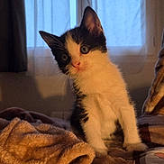 Charlie participe au concours pour gagner de l'argent avec cette photo : cat, kitten, black_and_white, sitting, tilted_head, indoors, blanket, bed, window, curtains, warm_lighting, portrait, pet, feline, fur, whiskers, ears, eyes, cozy, home