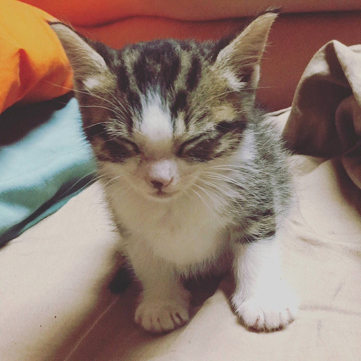 Mj is registered to the contest to win money with this photo: aegean_cat, american_shorthair, american_wirehair, asian, carnivore, cat, domestic_short_haired_cat, ear, european_shorthair, eye, felidae, fur, kitten, mammal, munchkin, nose, small_to_medium_sized_cats, snout, tabby_cat, whiskers