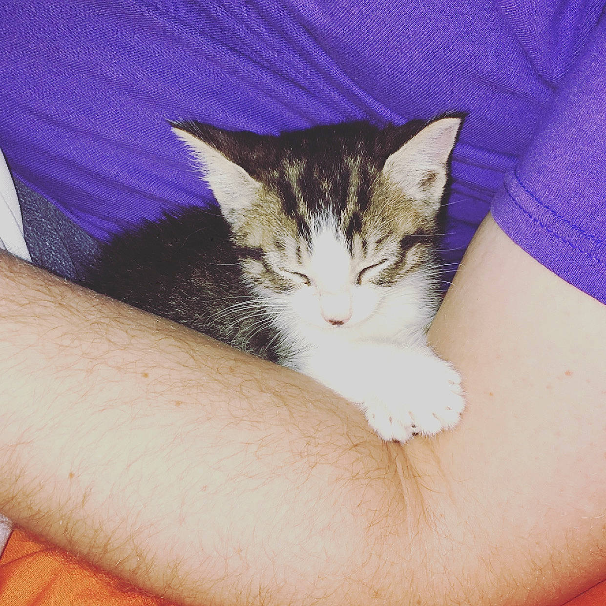 Mj is registered to the contest to win money with this photo: arm, carnivore, cat, domestic_short_haired_cat, ear, european_shorthair, eye, felidae, fur, hand, kitten, leg, nap, nose, polydactyl_cat, skin, sleep, small_to_medium_sized_cats, tabby_cat, whiskers