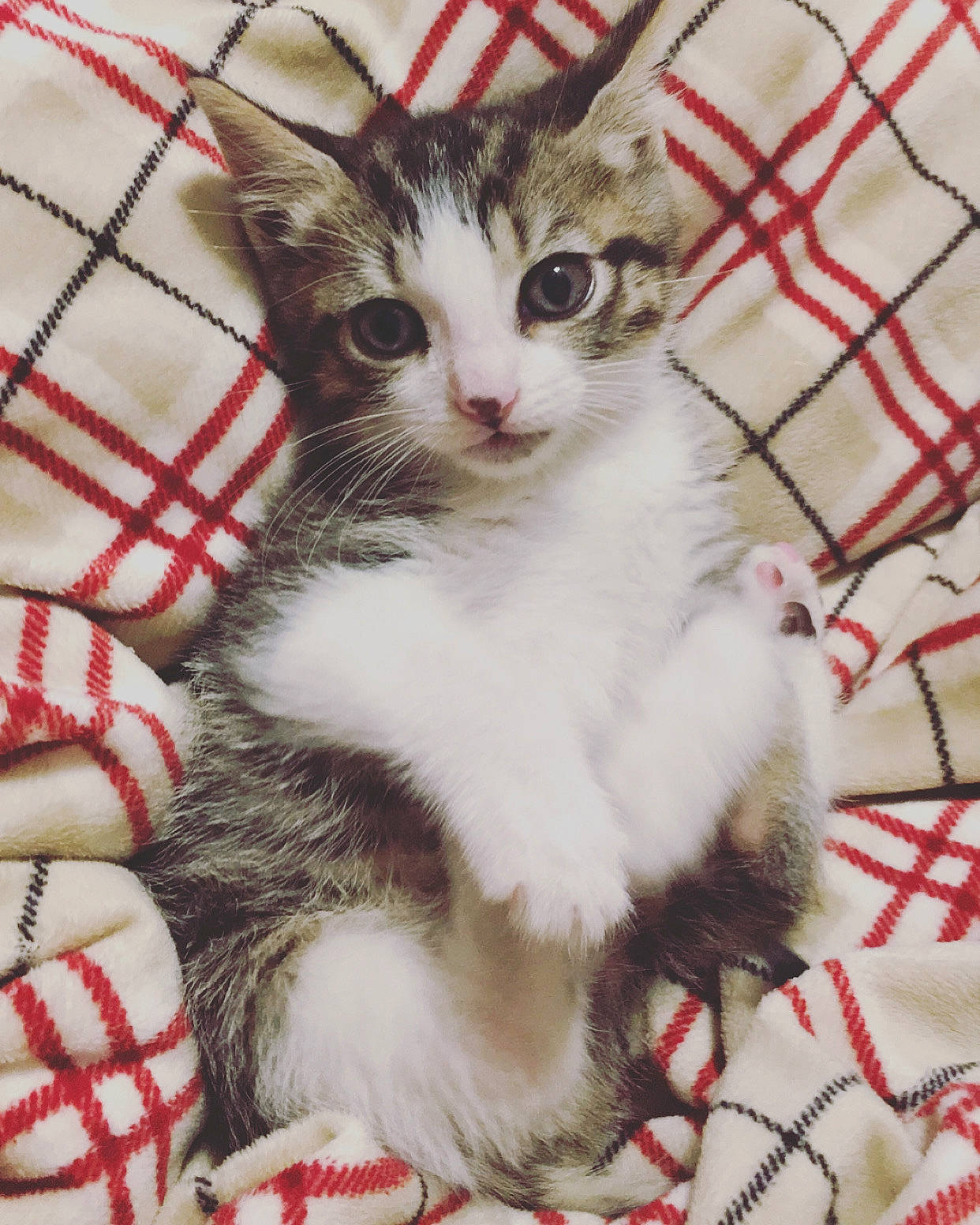 Mj joined the competition — help win amazing prizes! aegean_cat, american_curl, american_shorthair, american_wirehair, animal_shelter, asian, carnivore, cat, domestic_short_haired_cat, european_shorthair, felidae, fur, kitten, mammal, norwegian_forest_cat, small_to_medium_sized_cats, snout, tabby_cat, whiskers