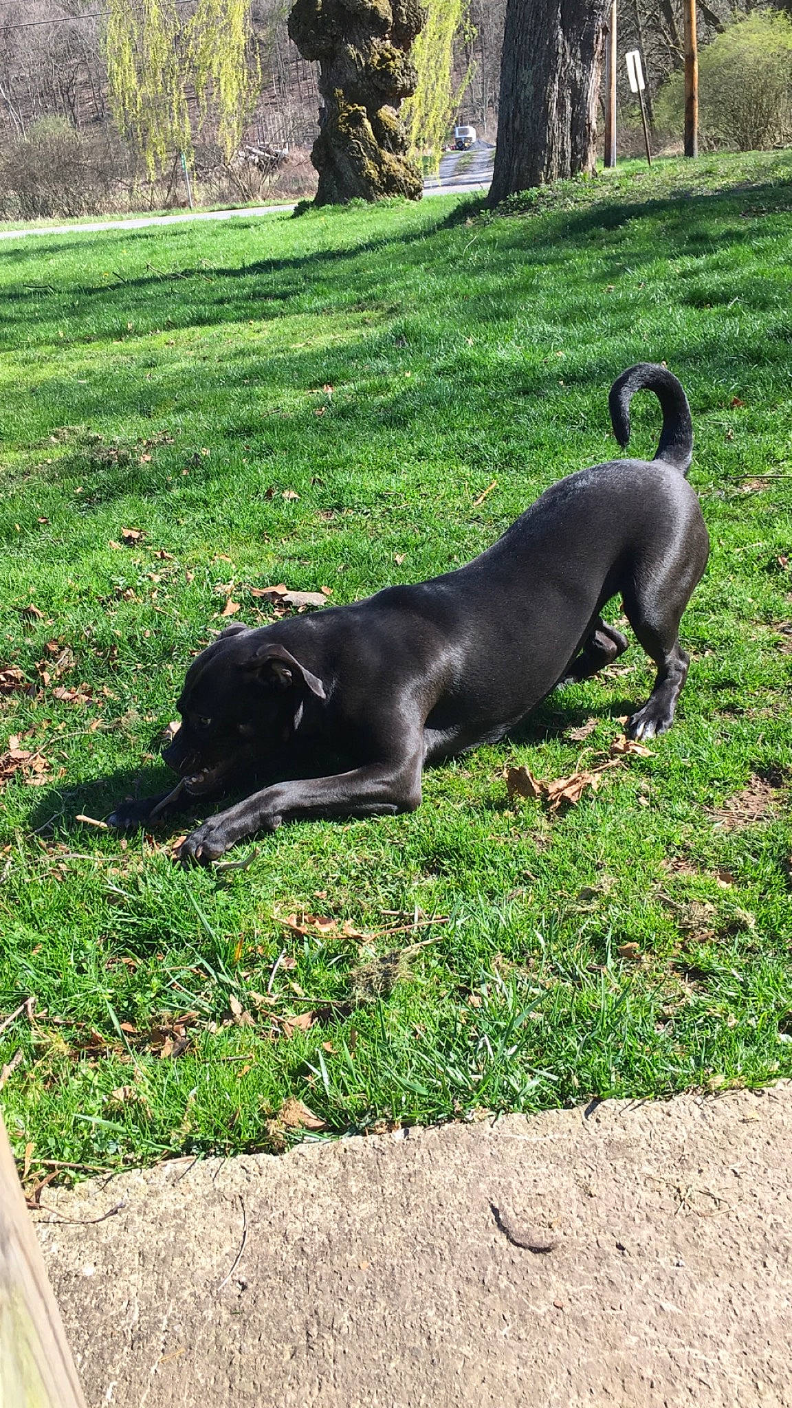 Bailey Sue is registered to the contest to win money with this photo: canidae, carnivore, companion_dog, dog, dog_breed, grass, labrador_retriever, lawn, patterdale_terrier, plant, puppy, snout, sporting_group, tail