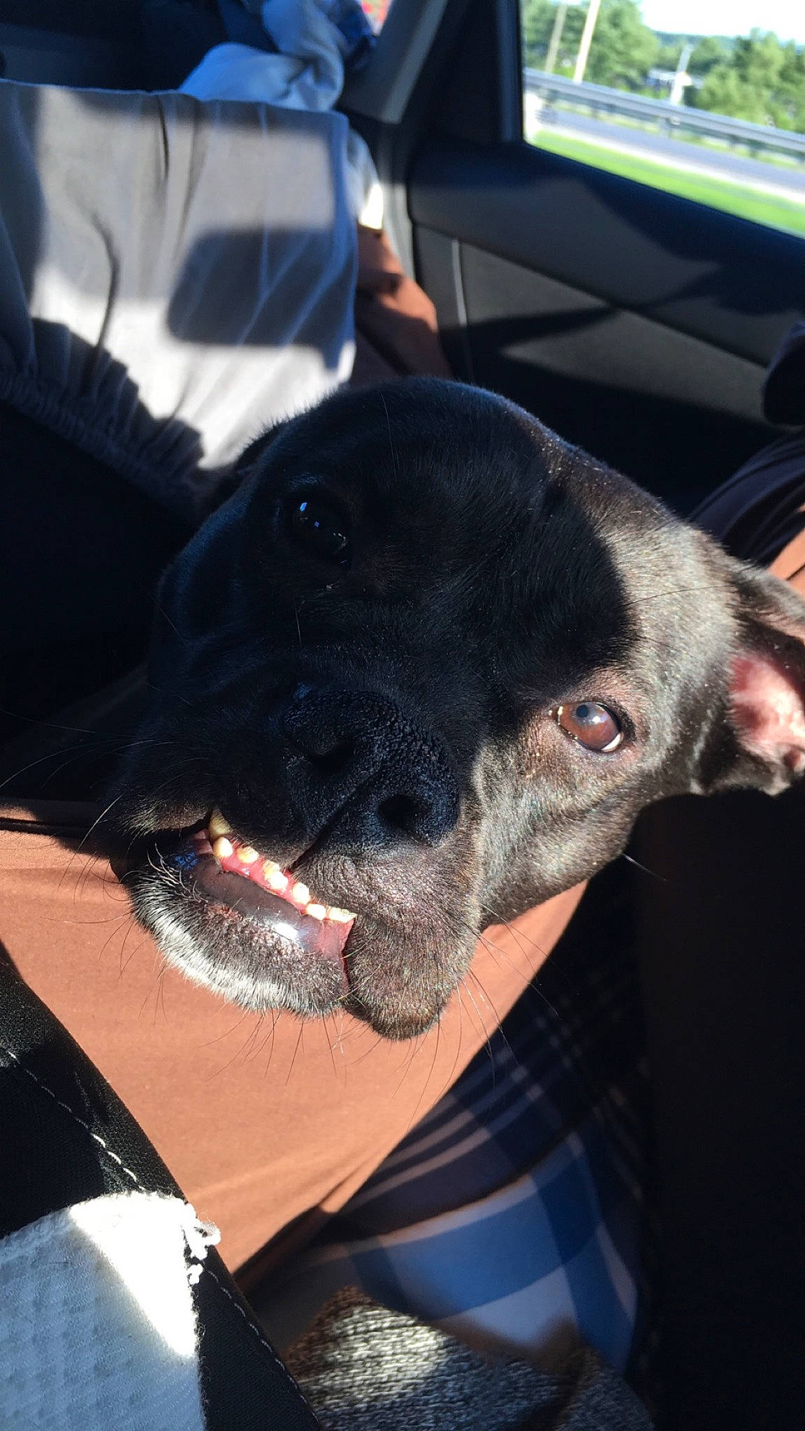 Bailey Sue is registered to the contest to win money with this photo: american_pit_bull_terrier, american_staffordshire_terrier, boston_terrier, canidae, carnivore, dog, dog_breed, ear, french_bulldog, non_sporting_group, nose, snout, sporting_group, staffordshire_bull_terrier, whiskers