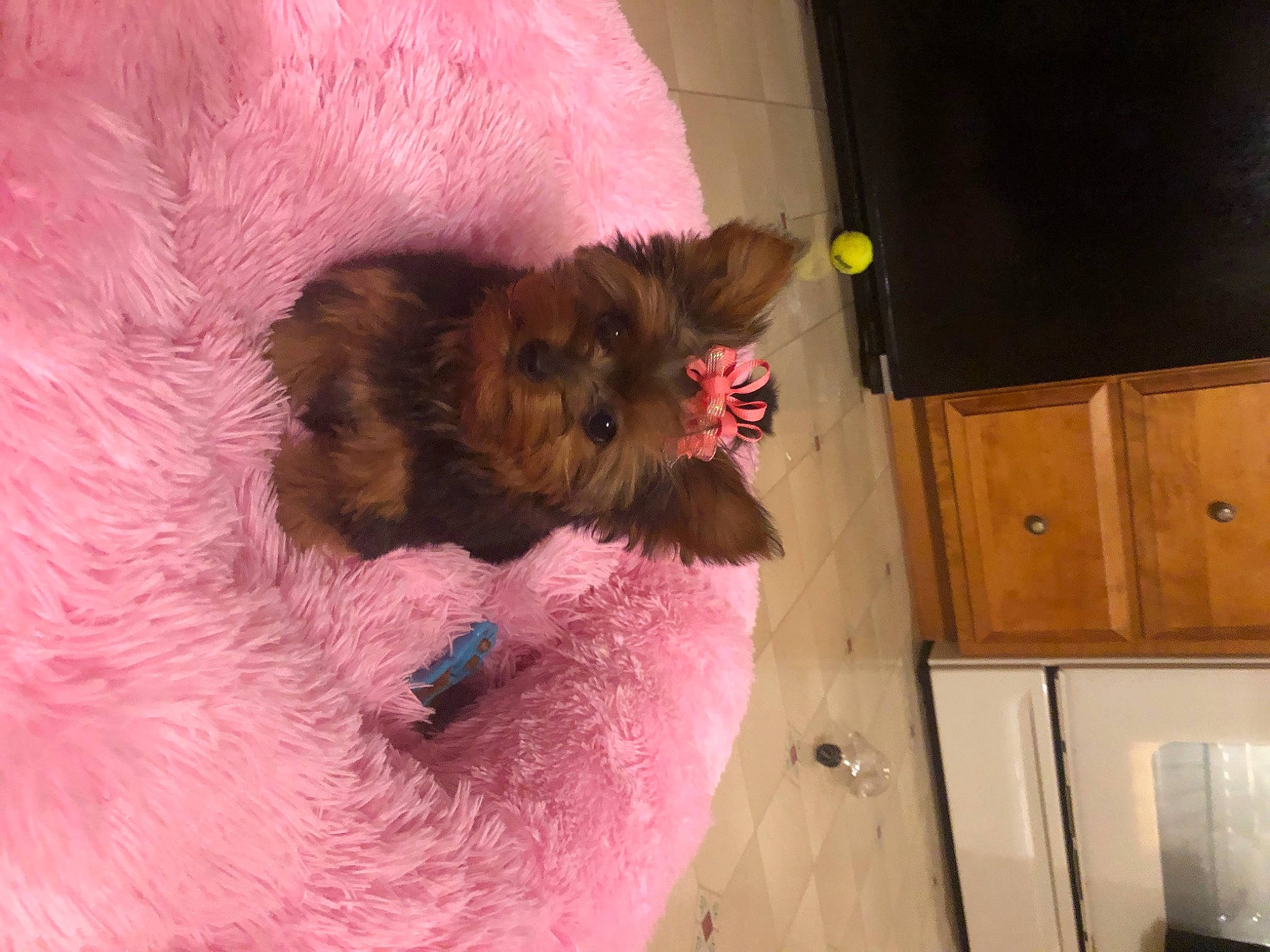 Roxy is registered to the contest to win money with this photo: australian_silky_terrier, australian_terrier, cairn_terrier, canidae, carnivore, chinese_imperial_dog, companion_dog, dog, dog_breed, mammal, morkie, norfolk_terrier, norwich_terrier, puppy, schnoodle, small_terrier, terrier, toy_dog, yorkipoo, yorkshire_terrier