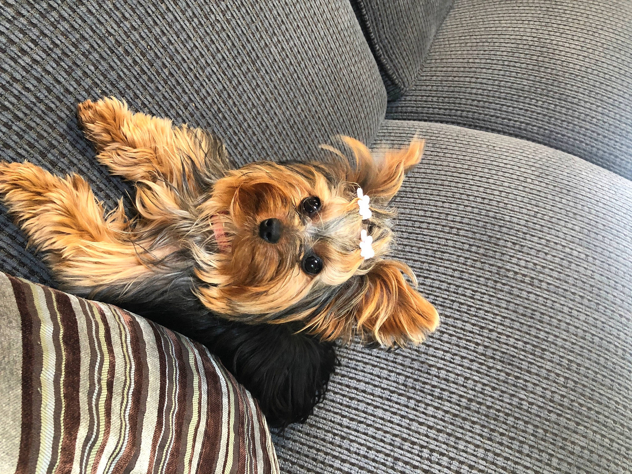 Roxy is registered to the contest to win money with this photo: australian_silky_terrier, canidae, carnivore, companion_dog, dog, dog_breed, fawn, fur, mammal, morkie, norwich_terrier, puppy, puppy_love, small_terrier, sporting_group, terrier, toy_dog, yorkshire_terrier