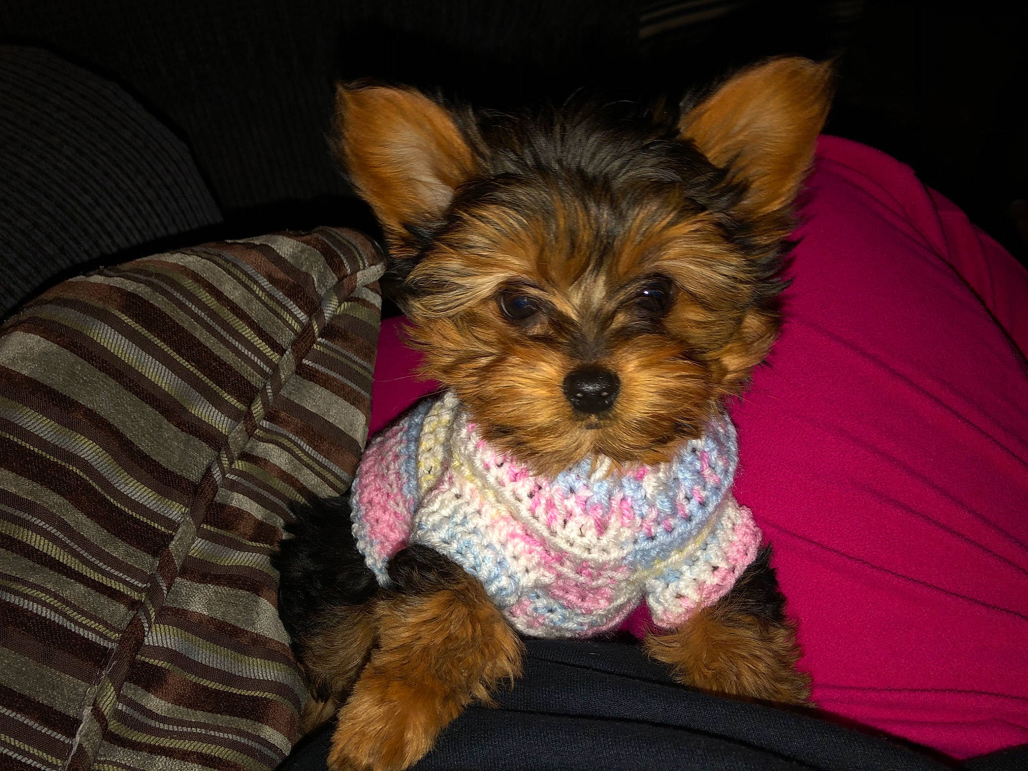 Roxy joined the competition — help win amazing prizes! australian_silky_terrier, australian_terrier, biewer_terrier, canidae, carnivore, companion_dog, dog, dog_breed, maltepoo, mammal, morkie, norwich_terrier, puppy, small_terrier, snout, terrier, toy_dog, vertebrate, yorkipoo, yorkshire_terrier