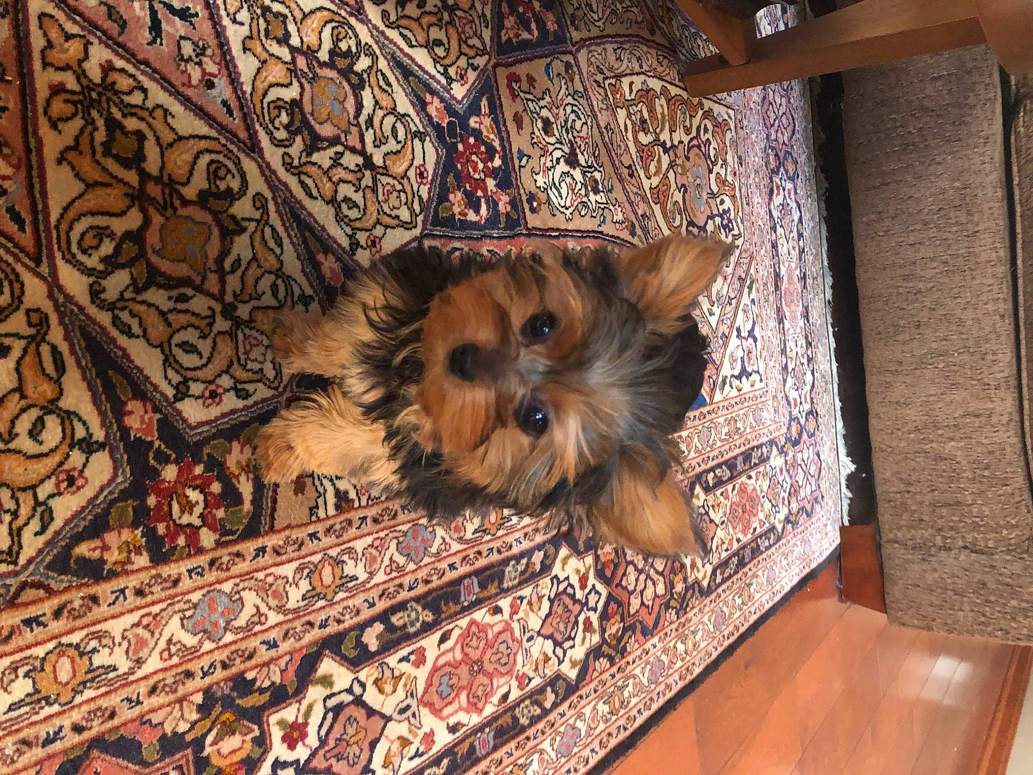 Roxy is registered to the contest to win money with this photo: australian_silky_terrier, australian_terrier, canidae, carnivore, companion_dog, dog, dog_breed, flooring, mammal, morkie, norwich_terrier, puppy, rare_breed_dog, small_terrier, sporting_group, terrier, toy_dog, vertebrate, yorkipoo, yorkshire_terrier