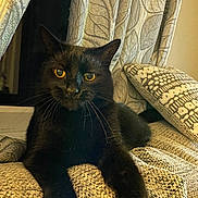 Sooty is registered to the contest to win money with this photo: animal, black_cat, cat, closeup, couch, cozy, curtain, domestic_animal, feline, furniture, golden_eyes, indoor, nighttime, pet, pillow, portrait, relaxed, sofa, whiskers, window