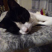 Trixi joined the competition — help win amazing prizes! carnivore, cat, domestic_short_haired_cat, felidae, fur, kitten, nap, nose, polydactyl_cat, small_to_medium_sized_cats, snout, tail, whiskers