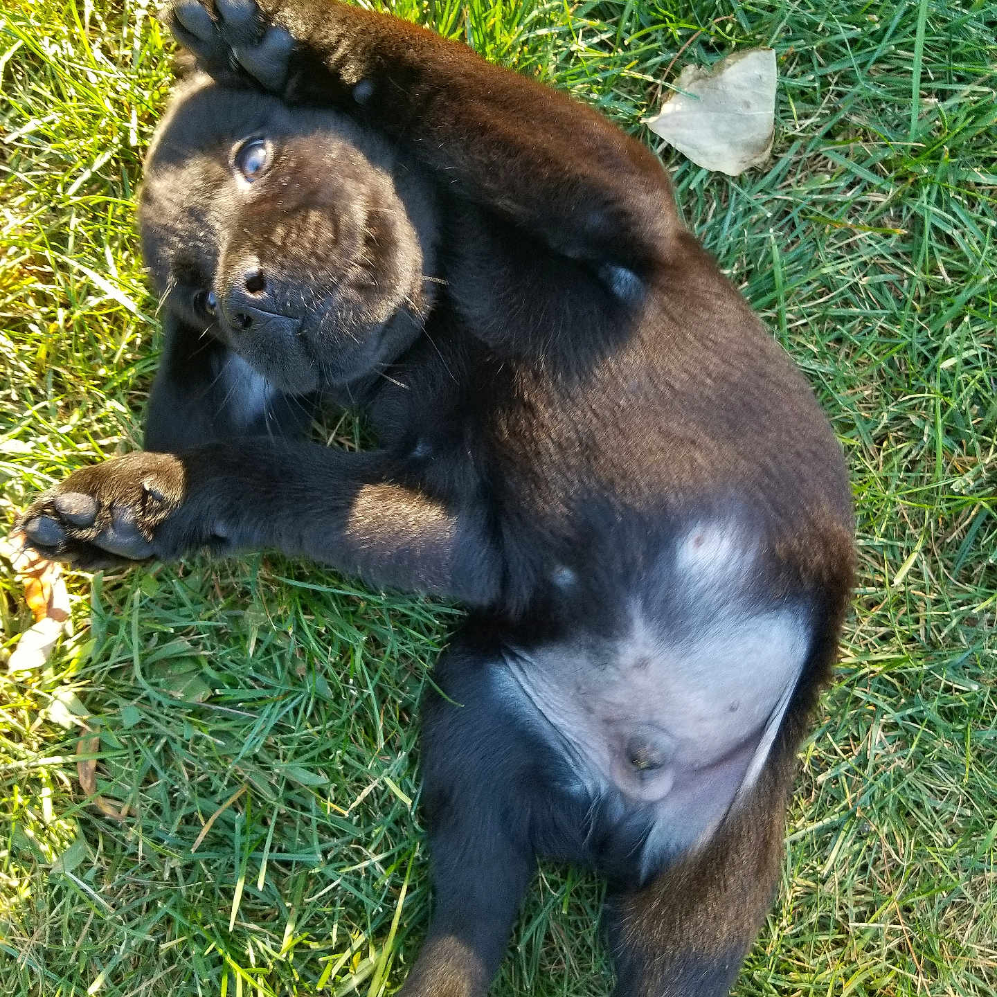 Baxter