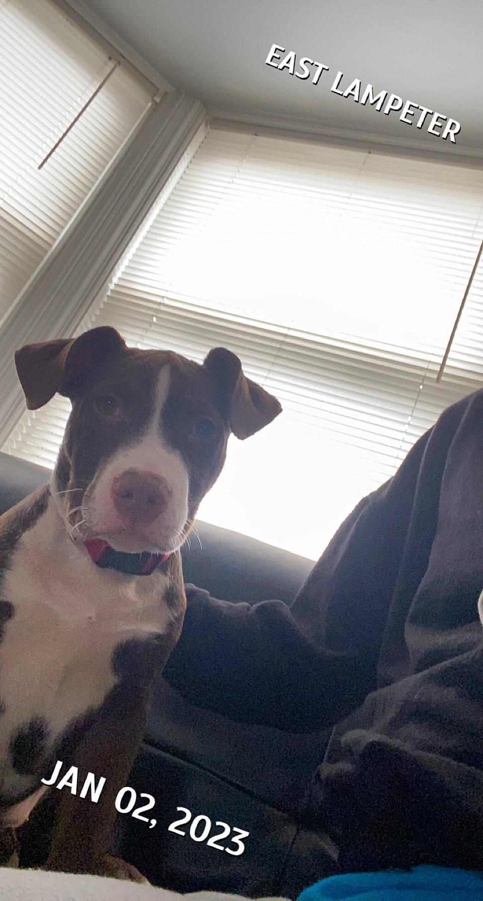 Lady is registered to the contest to win money with this photo: canidae, carnivore, collar, comfort, companion_dog, couch, dog, dog_breed, dog_collar, fawn, guard_dog, non_sporting_group, pet_supply, puppy, snout, sporting_group, tints_and_shades, whiskers, working_animal, working_dog