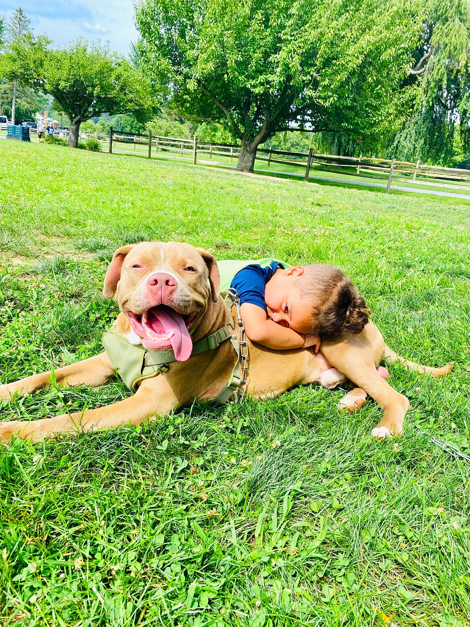 Legend is registered to the contest to win money with this photo: carnivore, companion_dog, dog, dog_breed, fawn, fun, grass, grassland, green, groundcover, happy, lawn, leisure, meadow, pasture, people_in_nature, plant, sky, tree, working_animal