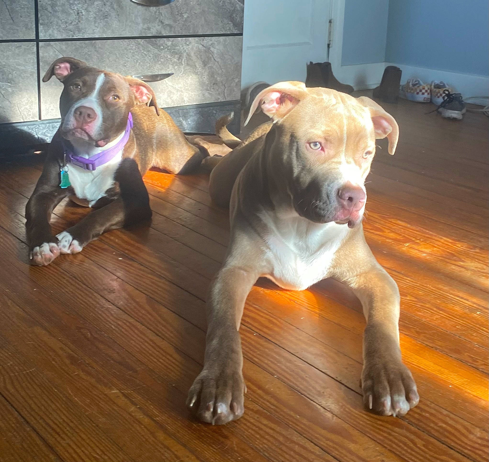 Legend joined the competition — help win amazing prizes! canidae, carnivore, collar, companion_dog, dog, dog_breed, dog_supply, fawn, floor, flooring, fur, hardwood, pet_supply, snout, sporting_group, tail, whiskers, wood, wood_flooring, working_animal