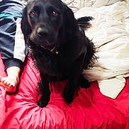 Pacoune participe au concours pour gagner de l'argent avec cette photo : animal, bed, bedding, bedroom, black_dog, blanket, collar, cozy, dog, floppy_ears, foot, home, human, indoors, long_hair, pet, portrait, red_bedding, sitting, white_blanket