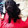 animal, bed, bedding, bedroom, black_dog, blanket, collar, cozy, dog, floppy_ears, foot, home, human, indoors, long_hair, pet, portrait, red_bedding, sitting, white_blanket