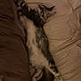 Aurus a rejoint le concours — aidez-le/la à gagner de superbes lots ! cat, sleeping, bed, furry, cozy, relaxed, stretching, indoor, pet, mammal, whiskers, tail, fur, domestic_animal, resting, soft, cute, quiet, peaceful, animal
