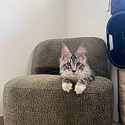 Aurus participe au concours pour gagner de l'argent avec cette photo : cat, gray_tabby, white_paws, chair, furniture, indoor, pet, animal, curious, lounging, cozy, minimalistic, floor, wall, relaxed, ears, whiskers, eyes, tail, domestic_cat
