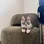 cat, gray_tabby, white_paws, chair, furniture, indoor, pet, animal, curious, lounging, cozy, minimalistic, floor, wall, relaxed, ears, whiskers, eyes, tail, domestic_cat