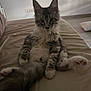 kitten, cat, feline, pet, indoor, bed, relaxed, fluffy, fur, whiskers, ears, paws, legs, cozy, animal, mammal, cute, young, resting, domestic