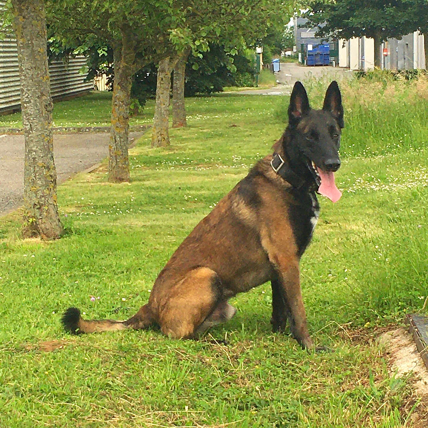Sam participe au concours pour gagner de l'argent avec cette photo : alert, animal, black, brown, canine, collar, daylight, dog, ears_up, grass, greenery, nature, outdoor, pathway, pet, quiet, sitting, suburban, tongue, trees