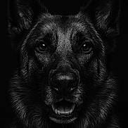 Parker a rejoint le concours — aidez-le/la à gagner de superbes lots ! dog, german_shepherd, portrait, black_and_white, close_up, animal, pet, fur, ears, face, eyes, mouth, teeth, canine, dark_background, detailed, expression, majestic, alert, wildlife