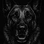 dog, german_shepherd, portrait, black_and_white, close_up, animal, pet, fur, ears, face, eyes, mouth, teeth, canine, dark_background, detailed, expression, majestic, alert, wildlife