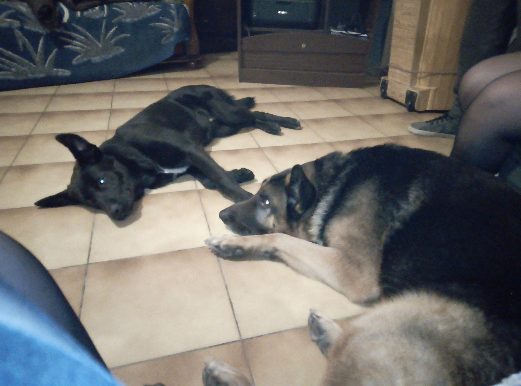 Rex a rejoint le concours — aidez-le/la à gagner de superbes lots ! canidae, carnivore, cat, companion_dog, dog, dog_breed, felidae, german_shepherd_dog, guard_dog, mammal, norwegian_elkhound, paw, sporting_group, tail