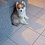puppy, dog, husky, blue_eyes, indoor, tile_floor, couch, gray_couch, pet, animal, cute, fluffy, small_dog, floor, furniture, living_room, home, seated, looking, curious