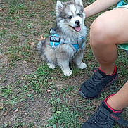 Alf participe au concours pour gagner de l'argent avec cette photo : puppy, dog, service_dog, blue_eyes, harness, grass, outdoor, person, sneakers, legs, greenery, happy, tongue_out, cute, pet, animal, young_dog, sitting, nature, summer