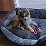 puppy, dog_bed, toy, blue_eyes, fluffy, indoor, floor, curtain, window, pet, cute, resting, canine, plaything, cozy, furry, young_dog, domestic, animal, home