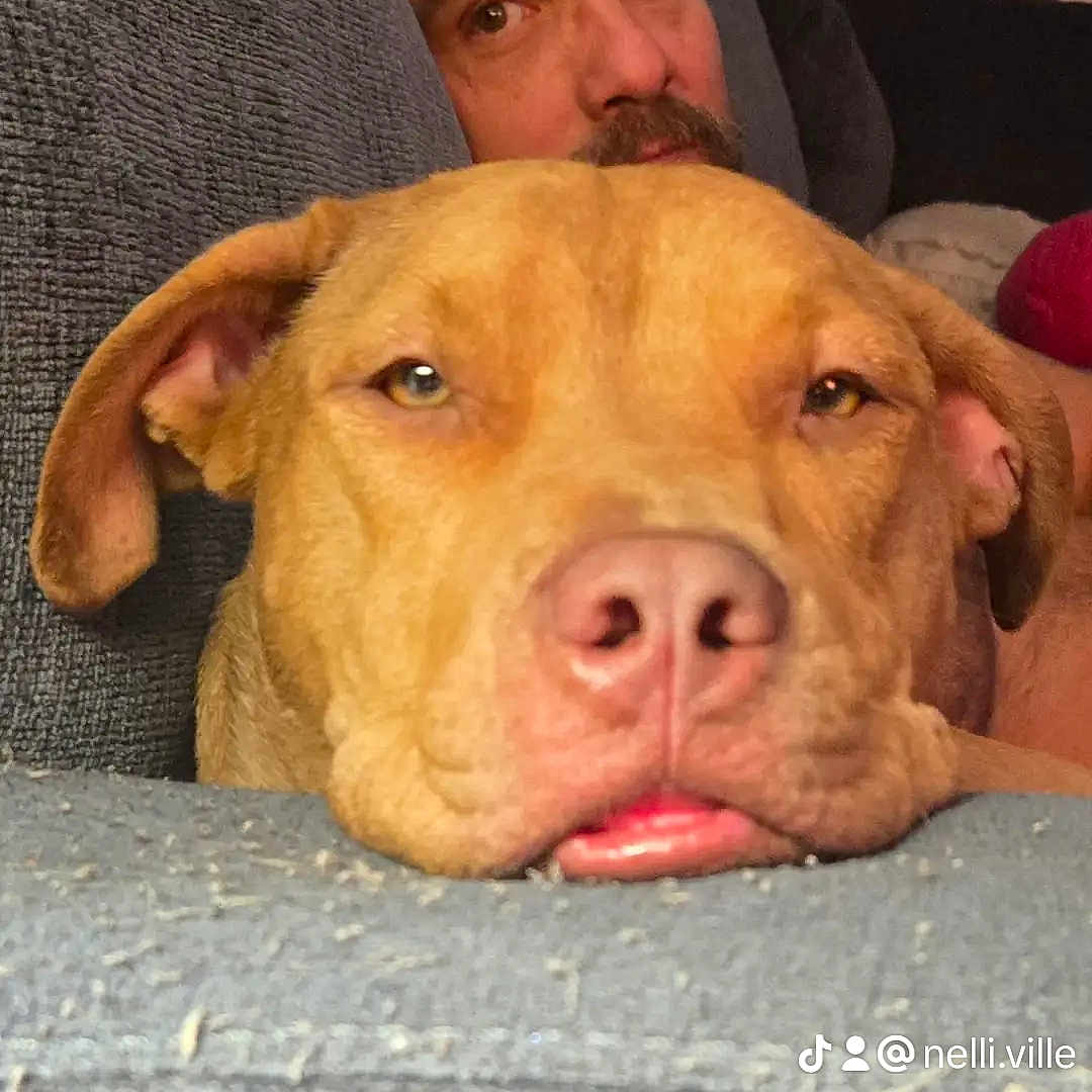 Hank The Tank is registered to the contest to win money with this photo: brown_dog, close_up, companion, couch, cozy, dog, domestic, ears, expression, face, furniture, human, indoor, living_room, man, nose, pet, portrait, relaxed, resting