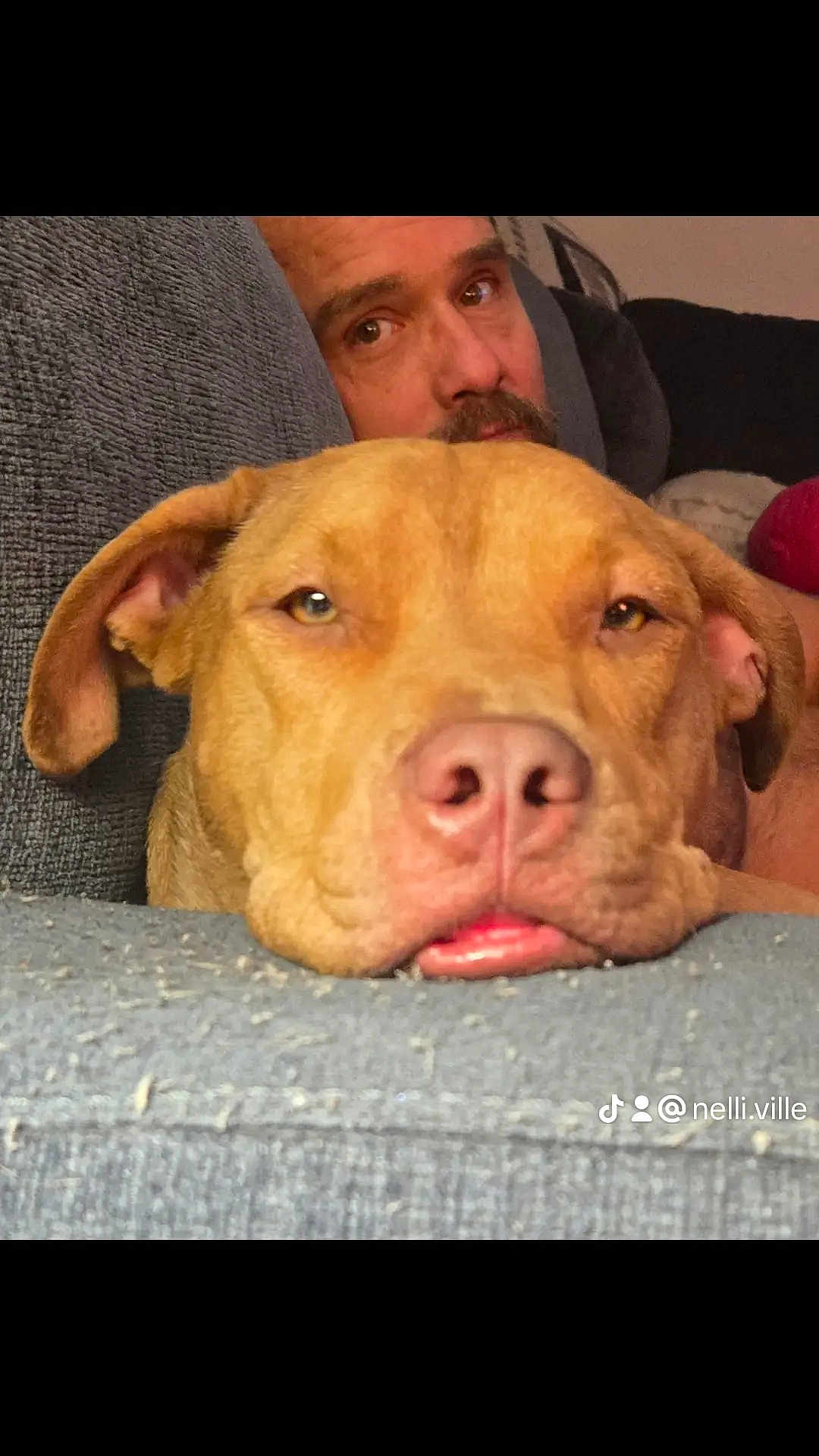 Hank The Tank is registered to the contest to win money with this photo: dog, face, man, couch, indoor, relaxed, pet, close_up, brown_dog, human, resting, furniture, nose, ears, living_room, portrait, expression, domestic, companion, cozy