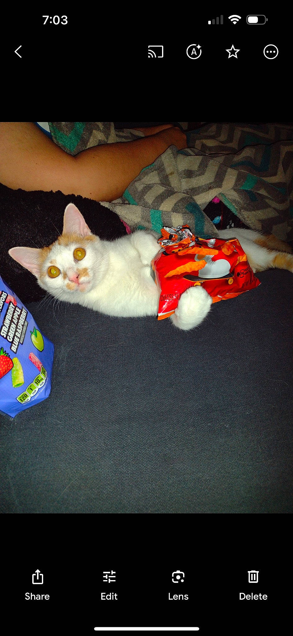 Lola joined the competition — help win amazing prizes! baby_toddler_clothing, carnivore, cat, comfort, companion_dog, fawn, felidae, flooring, foot, fur, human_leg, lap, leg, linens, mammal, paw, small_to_medium_sized_cats, tail, whiskers, wood