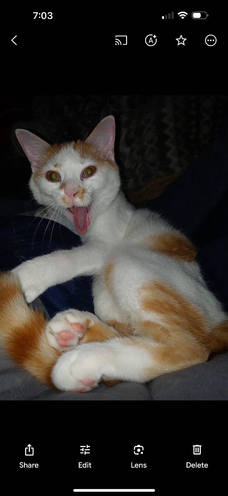 Lola joined the competition — help win amazing prizes! carnivore, cat, claw, domestic_short_haired_cat, felidae, fur, paw, small_to_medium_sized_cats, tail, terrestrial_animal, whiskers