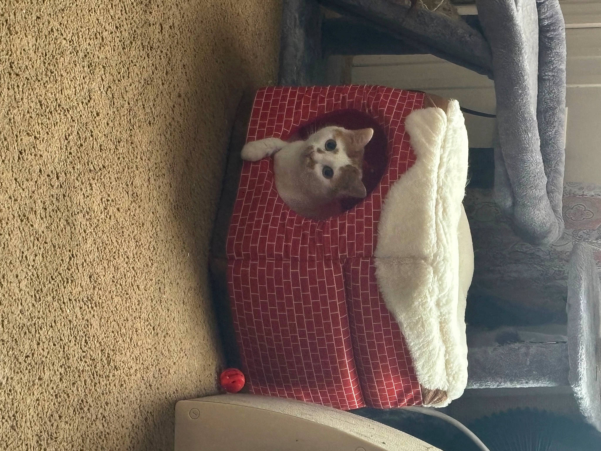 Lola joined the competition — help win amazing prizes! art, carnivore, chair, comfort, companion_dog, couch, felidae, floor, flooring, furniture, grey, linens, living_room, room, shelf, small_to_medium_sized_cats, tail, toy, wood, wool