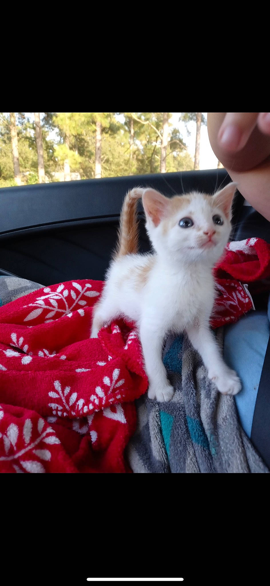 Lola joined the competition — help win amazing prizes! carnivore, cat, claw, domestic_short_haired_cat, fawn, felidae, fur, magenta, nail, pattern, paw, plant, sitting, small_to_medium_sized_cats, snout, tail, tree, whiskers, window