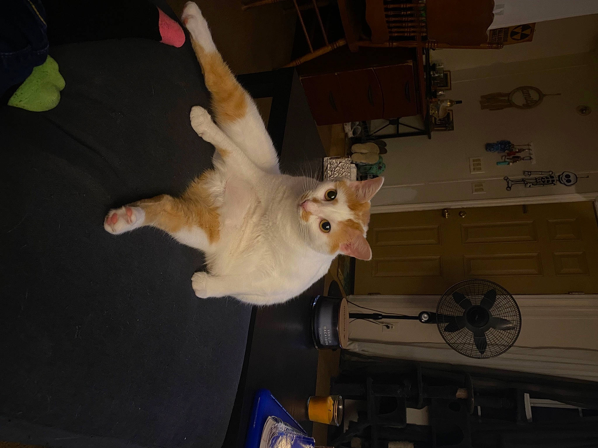 Lola joined the competition — help win amazing prizes! canidae, carnivore, cat, claw, cockatoo, companion_dog, dog_breed, domestic_short_haired_cat, fawn, felidae, flooring, fur, paw, small_to_medium_sized_cats, tail, tire, toy_dog, wheel, whiskers, wood