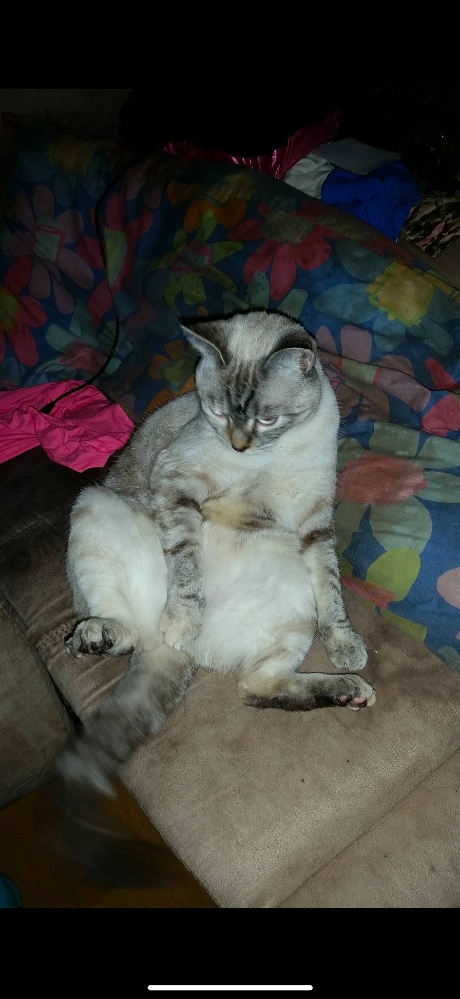 Snowball joined the competition — help win amazing prizes! carnivore, cat, claw, comfort, domestic_short_haired_cat, felidae, flooring, fur, grey, paw, sitting, small_to_medium_sized_cats, tail, whiskers