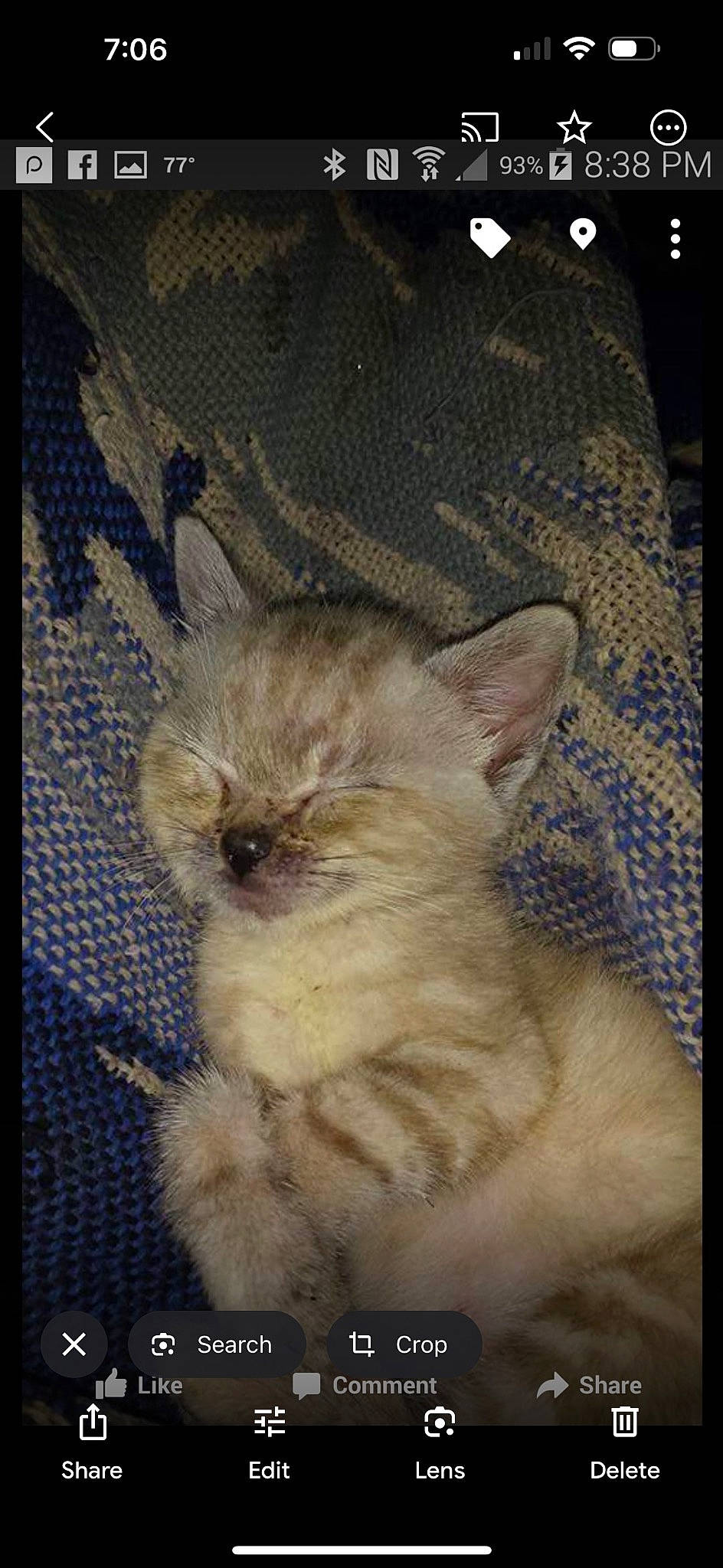 Snowball joined the competition — help win amazing prizes! art, carnivore, cat, claw, fawn, felidae, fur, linens, paw, photo_caption, rectangle, small_to_medium_sized_cats, snout, tail, terrestrial_animal, visual_arts, whiskers