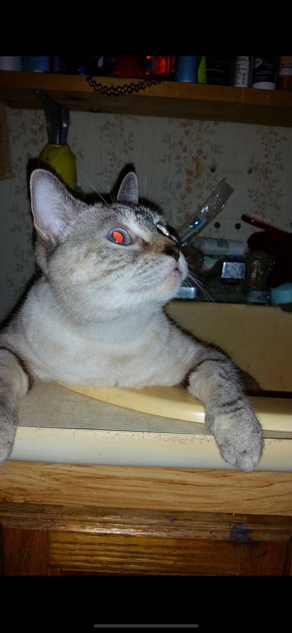 Snowball is registered to the contest to win money with this photo: box, carnivore, cat, domestic_short_haired_cat, eye, felidae, fur, hardwood, paw, room, small_to_medium_sized_cats, snout, table, tail, whiskers, wood