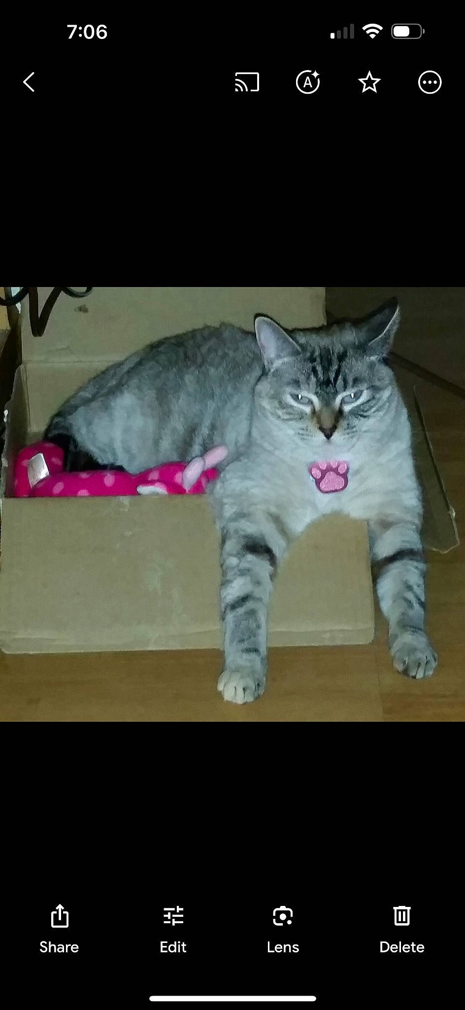 Snowball joined the competition — help win amazing prizes! carnivore, cat, claw, domestic_short_haired_cat, eye, felidae, foot, fur, paw, rectangle, sitting, small_to_medium_sized_cats, snout, tail, terrestrial_animal, whiskers