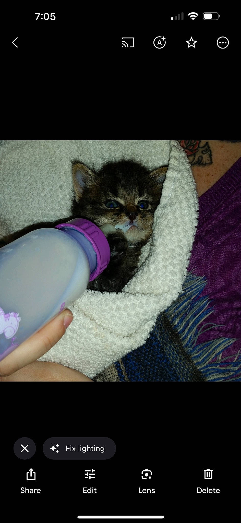 Pumpkin is registered to the contest to win money with this photo: canidae, carnivore, cat, cat_supply, claw, comfort, couch, domestic_short_haired_cat, fashion_accessory, fawn, felidae, fur, human_leg, linens, paw, sitting, small_to_medium_sized_cats, snout, tail, whiskers