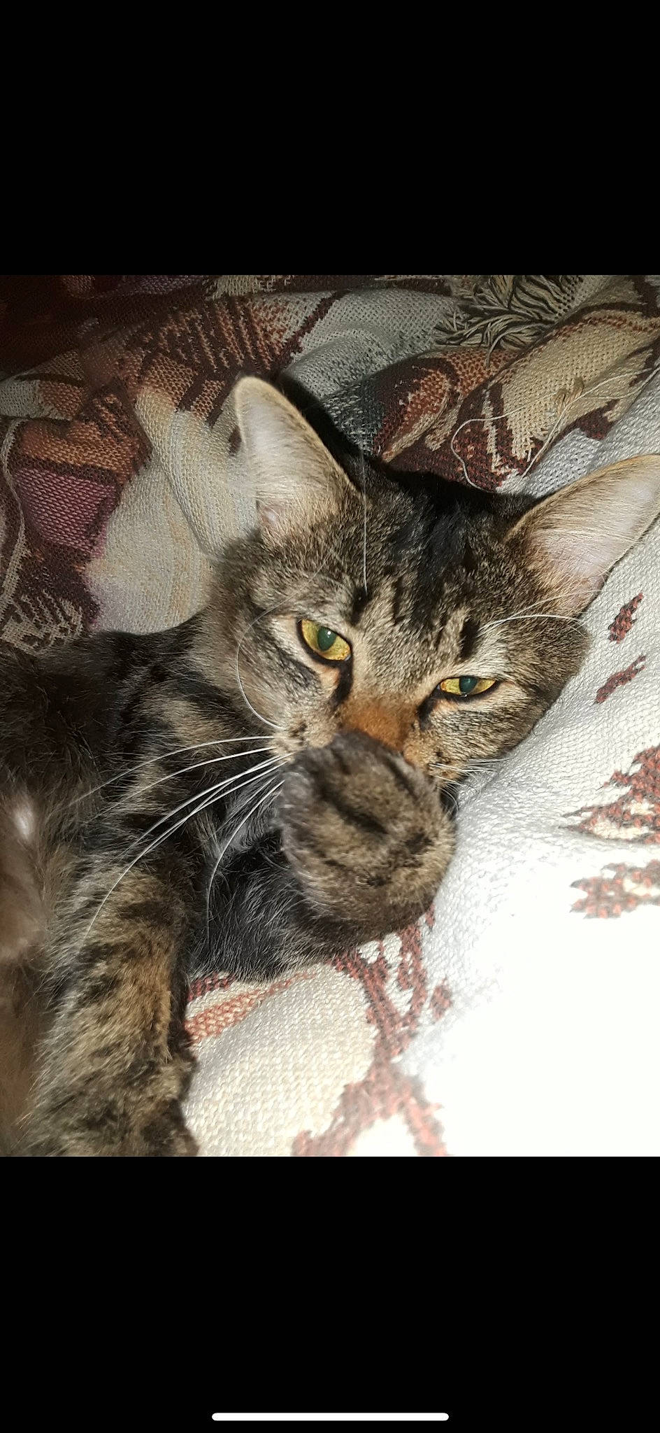 Pumpkin joined the competition — help win amazing prizes! art, carnivore, cat, claw, domestic_short_haired_cat, felidae, fur, illustration, painting, paw, photo_caption, rectangle, small_to_medium_sized_cats, snout, still_life_photography, terrestrial_animal, visual_arts, whiskers, wildlife, window