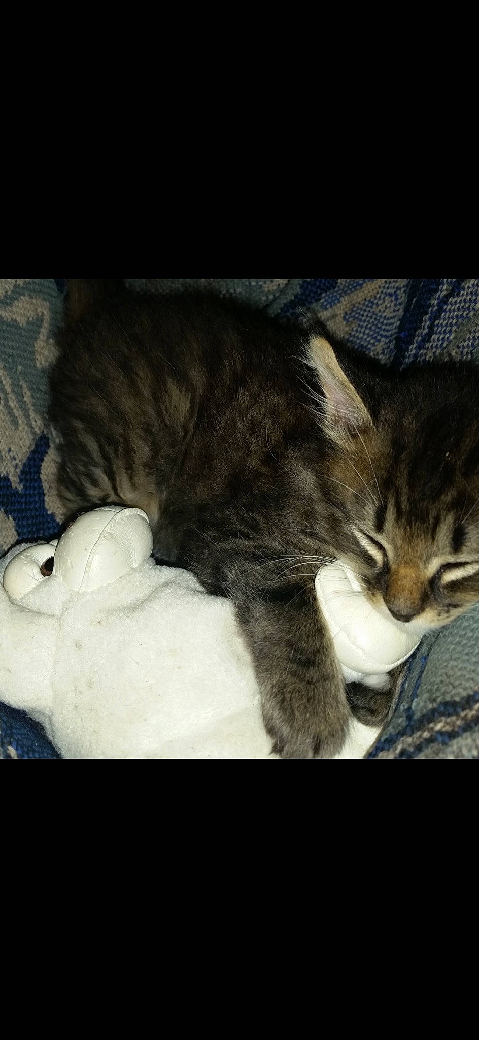 Pumpkin is registered to the contest to win money with this photo: bored, carnivore, cat, claw, cloud, comfort, darkness, domestic_short_haired_cat, felidae, fur, metal, meteorological_phenomenon, paw, photo_caption, sky, small_to_medium_sized_cats, snout, tail, terrestrial_animal, whiskers