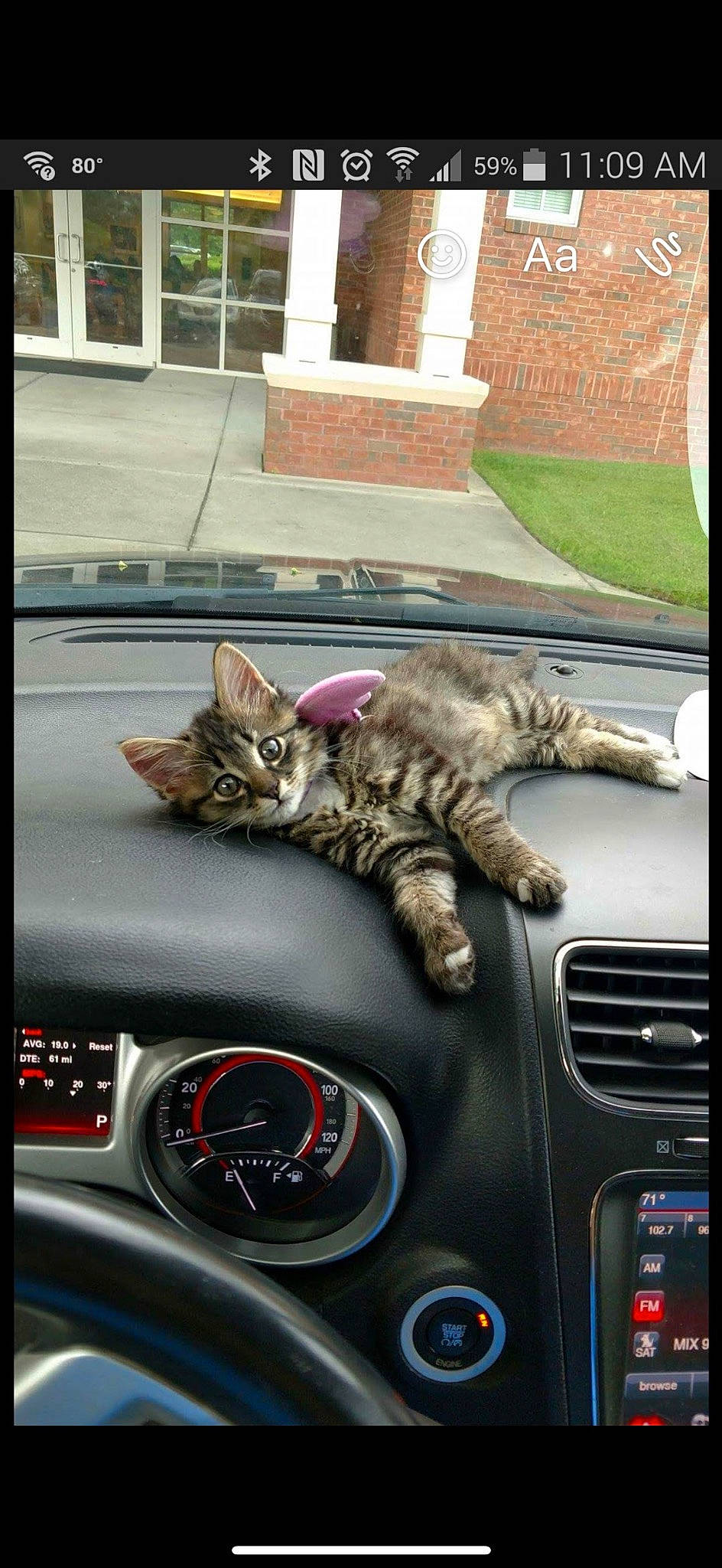 Pumpkin joined the competition — help win amazing prizes! auto_part, automotive_design, automotive_exterior, car, carnivore, cat, felidae, gauge, mode_of_transport, motor_vehicle, personal_luxury_car, photograph, plant, small_to_medium_sized_cats, speedometer, steering_part, steering_wheel, vehicle, whiskers, window