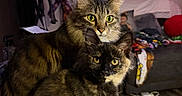 Pascal joined the competition — help win amazing prizes! cat, cats, pets, indoor, feline, cozy, blanket, living_room, fur, tabby, tortoiseshell, animal, cute, domestic_animal, sitting, eyes, ears, whiskers, soft_lighting, home
