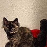 Pascal is registered to the contest to win money with this photo: cat, kitten, tortoiseshell, indoor, pet, animal, feline, cute, fur, sitting, cat_tree, red, black, curious, young_cat, domestic_animal, cozy, looking, ears, whiskers